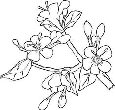 236x226 Color The Flowers Cherry Blossoms Japanese Flow On Cherry Blossom