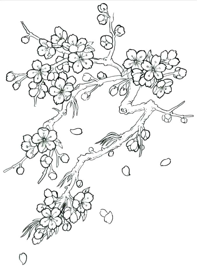 676x932 Idea Cherry Blossom Coloring Pages Or Cherry Blossom Coloring