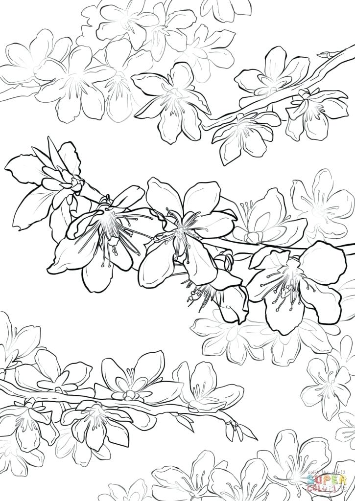 725x1024 Ideas Cherry Blossom Coloring Pages Or Blossom Coloring Page 84