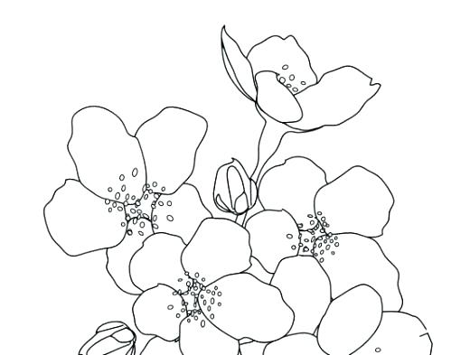 520x393 Japanese Cherry Blossom Coloring Pages Cherry Blossom Tree Drawing