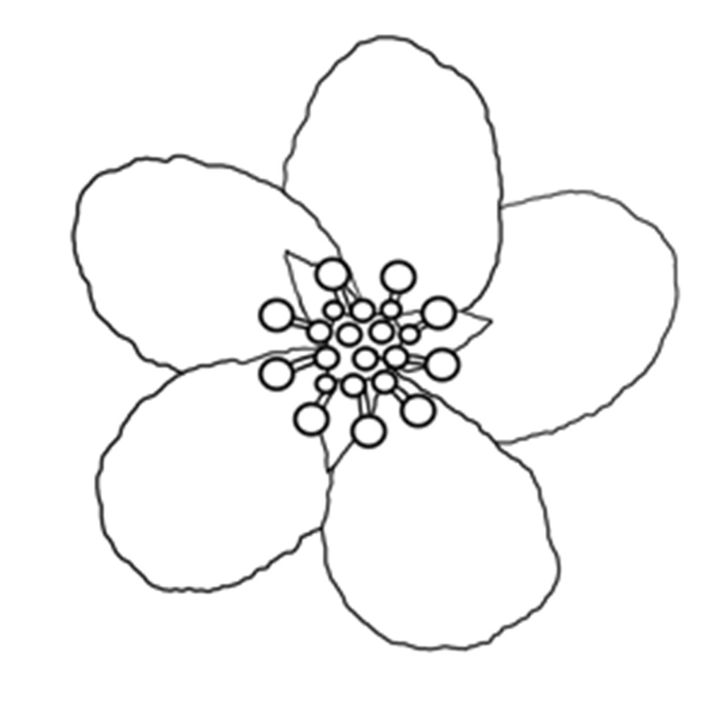 1000x1000 Willpower Cherry Blossom Coloring Pages