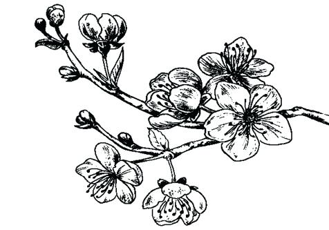 476x333 Cherry Blossom Tree Coloring Page Coloring Pages For Kids Cars