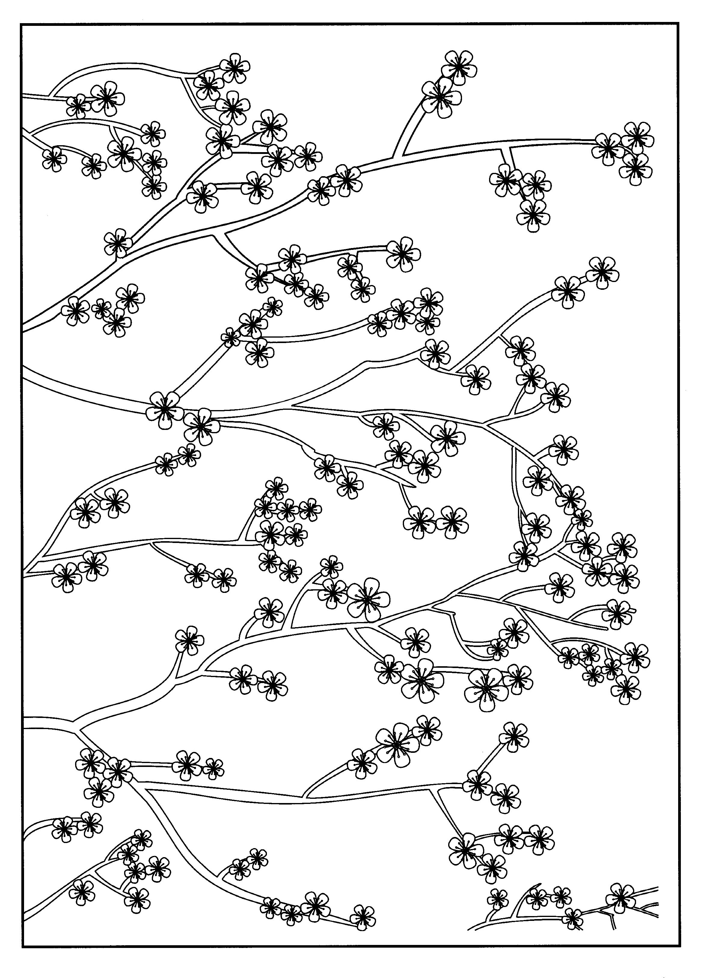 2352x3253 Cherry Blossom