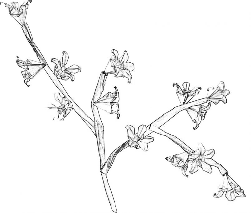 805x683 Coloring Cherry Blossom Tree Coloring Pages Together