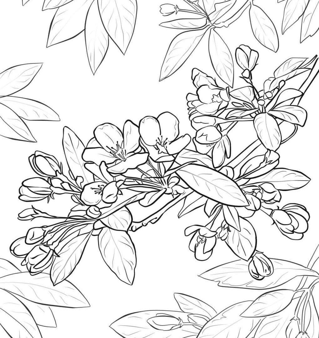 1020x1080 Coloring For Kids Fearsome Pages Blossom Hibiscus Flower Page