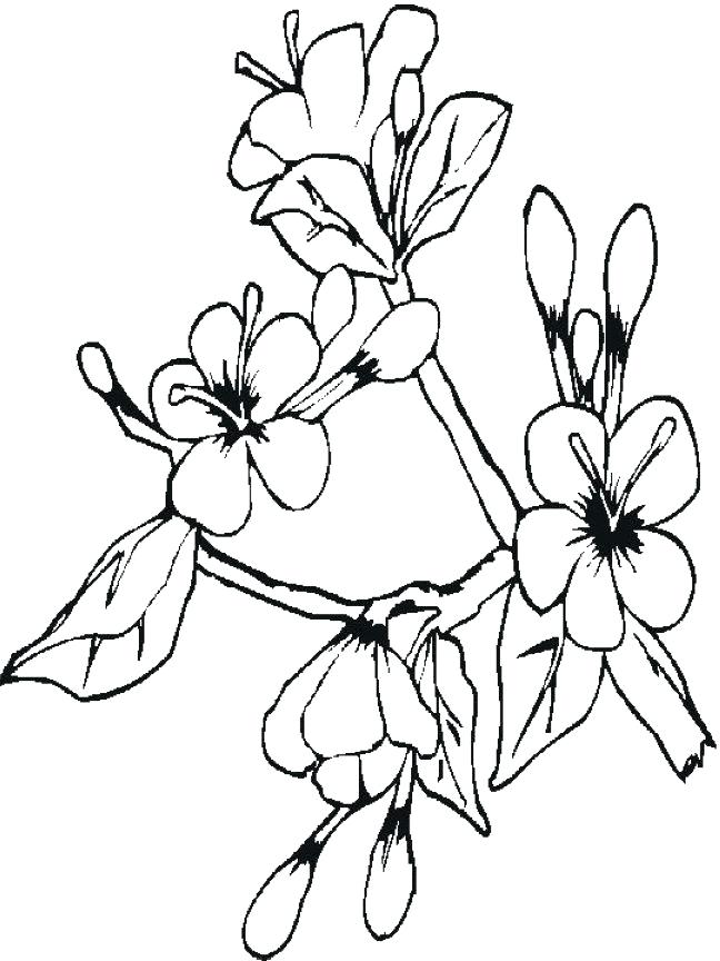 648x864 Best Cherry Blossom Tree Coloring Page New Cherry Blossom Tree