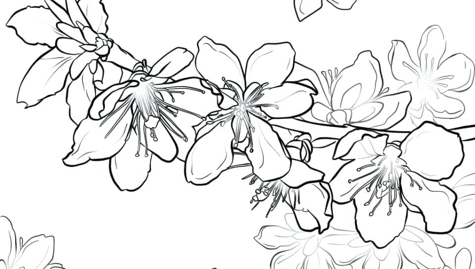 960x544 Wonderful Cherry Blossom Coloring Pages Welcome To Publications