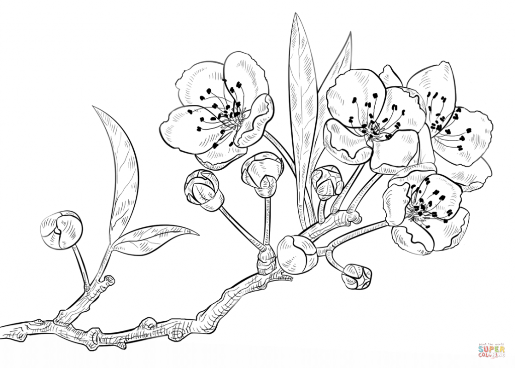 1024x733 Cherry Blossom Coloring Pages