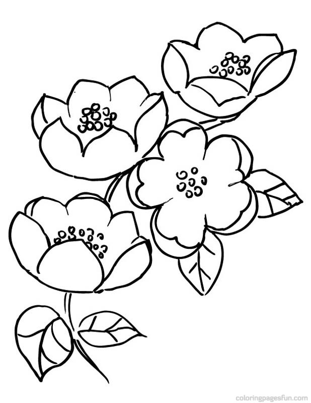 618x800 Cherry Blossom Coloring Pages Cherry Blossom Coloring Pages