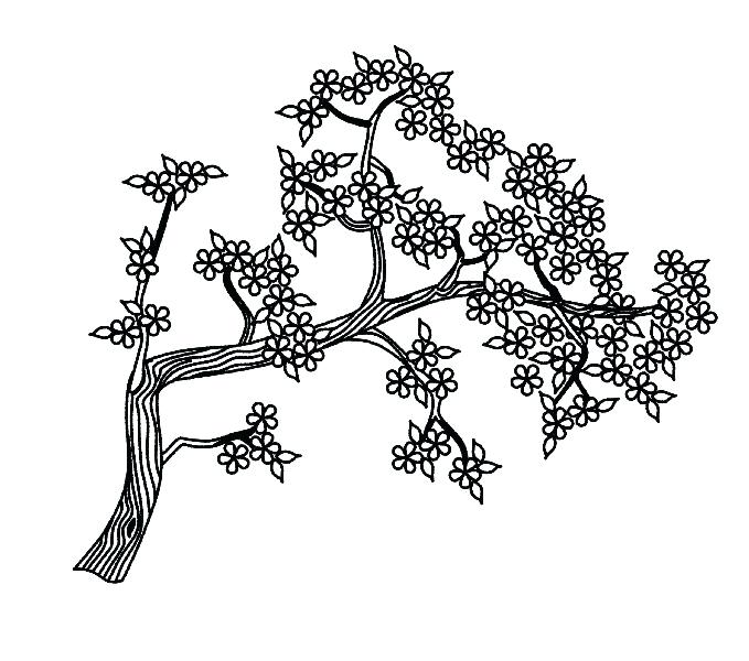 679x600 Idea Cherry Blossom Coloring Pages Or Cherry Blossom Coloring