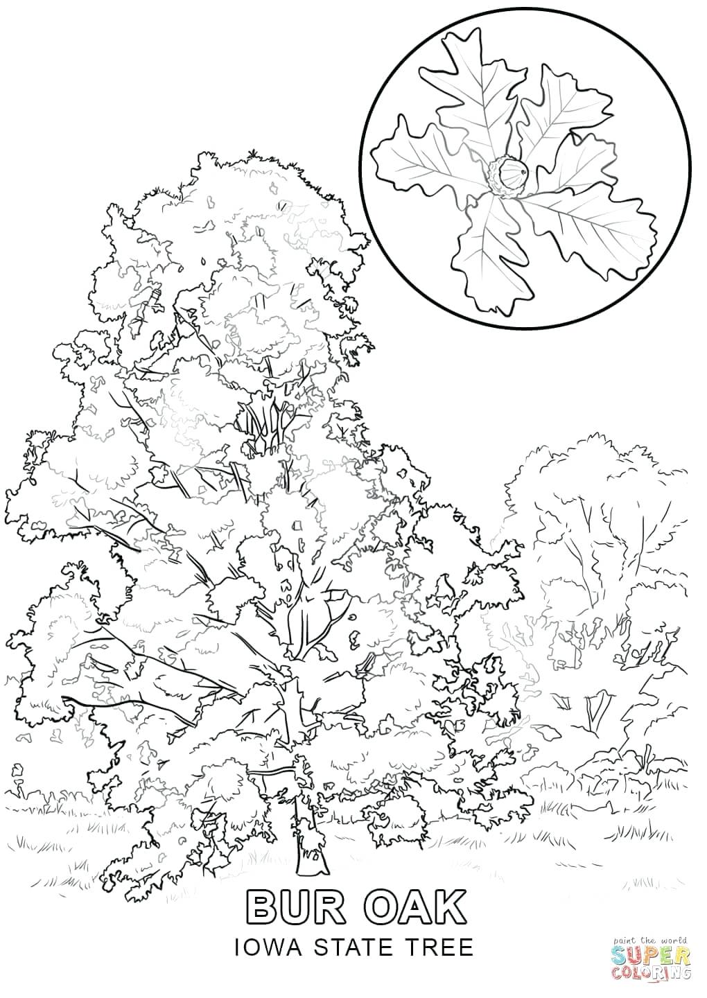 1020x1440 Coloring Page ~ Trees Coloring Pages Click The Blooming Cherry