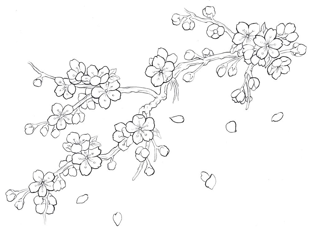 1005x747 Best Cherry Blossom Tree Coloring Pages Images Example Resume