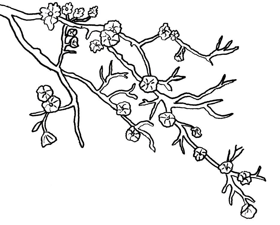 934x751 Cherry Blossom Coloring Pages Download Free Printable Coloring