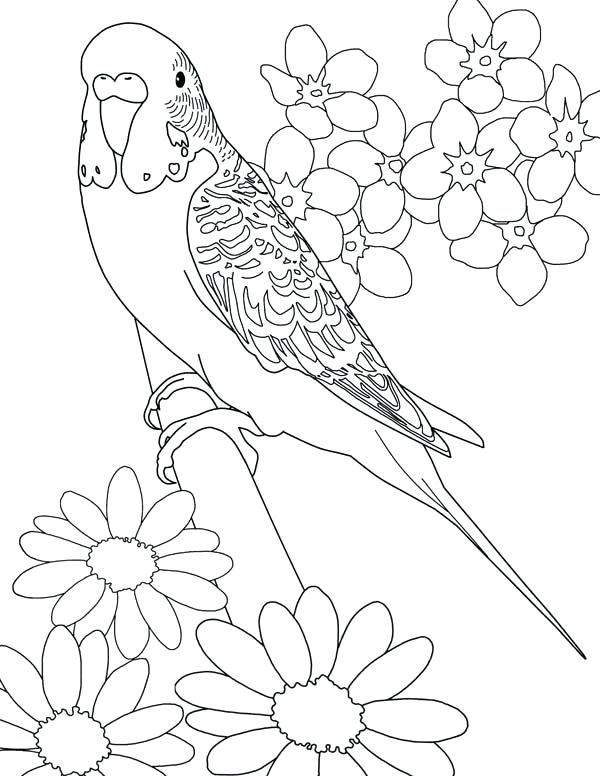 600x776 Parakeet Coloring Pages Parakeet Playing Chess With Parakeet