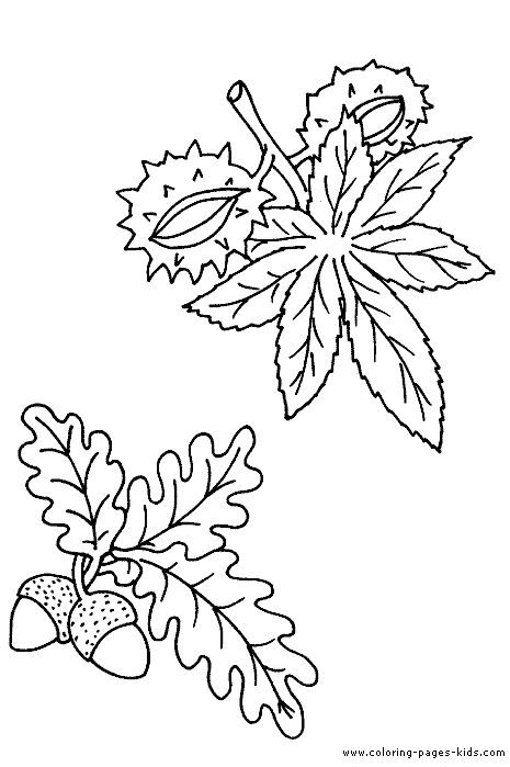 Chestnut Coloring Pages