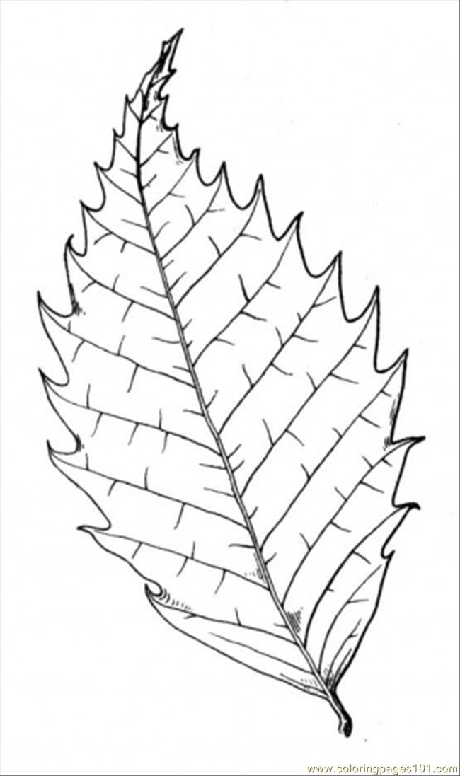 650x1097 Chestnut Tree 1 Coloring Page