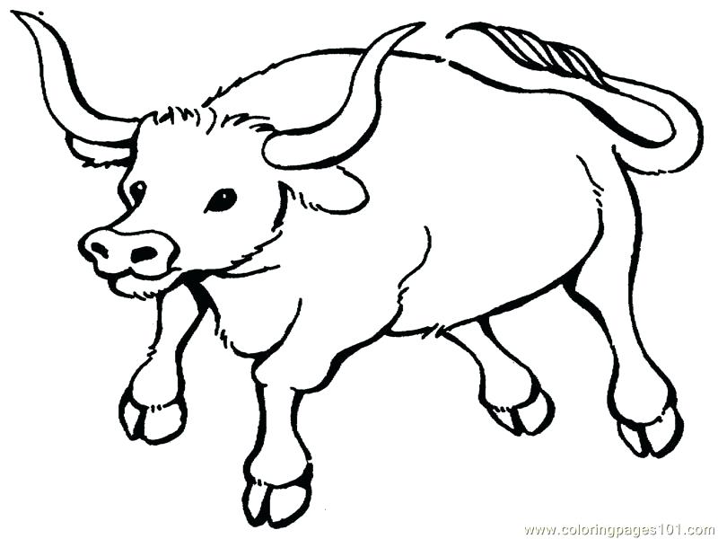 800x600 Bull Coloring Pages Printable Coloring Pages Of Bulls Bull