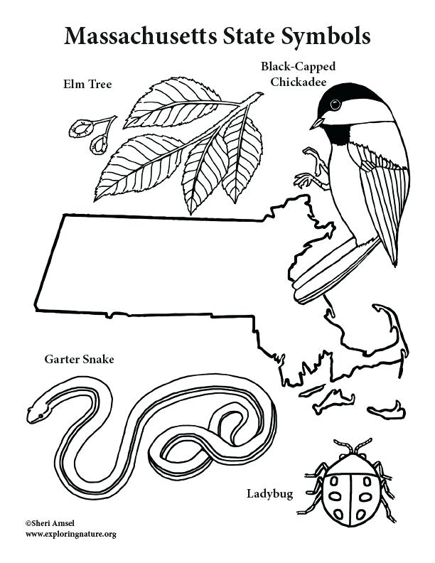 612x792 Chickadee Coloring Page Chickadee Coloring Page Black Capped