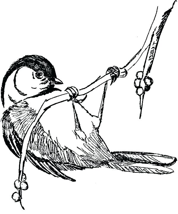 600x721 Chickadee Coloring Page Hung Birds Coloring Page Carolina