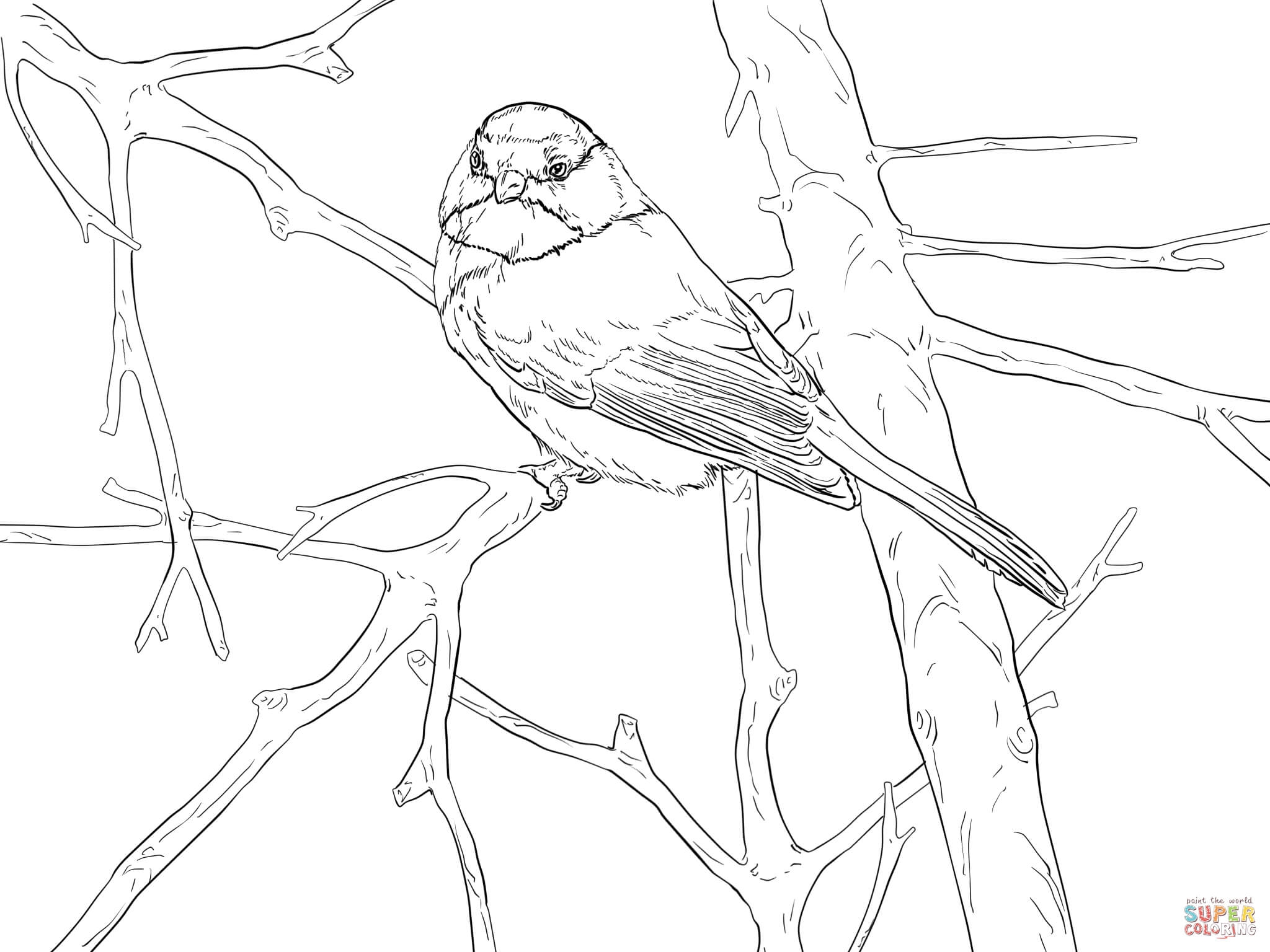 2048x1536 Chickadee Coloring Pages Printable Coloring For Kids 2018