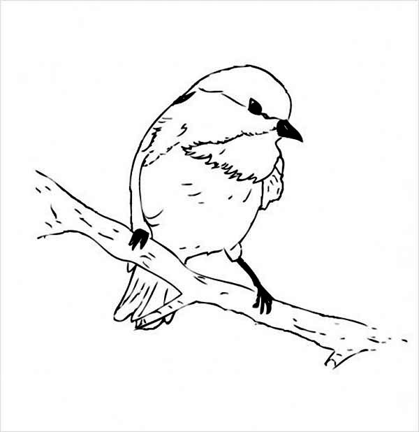 600x618 Chickadee Coloring Pages