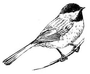 299x245 Image Result For Chickadee Maine State Coloring Page Coloring