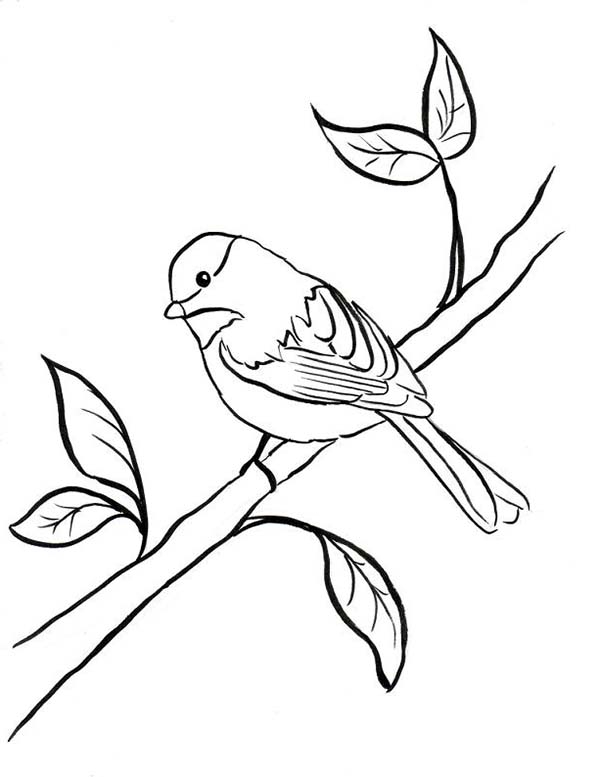 600x777 Black Capped Chickadee Coloring Page Black Capped Chickadee