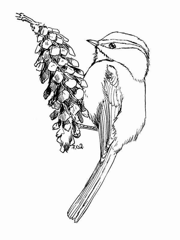 600x798 Mountain Chickadee Eating Pine Fruit Coloring Page
