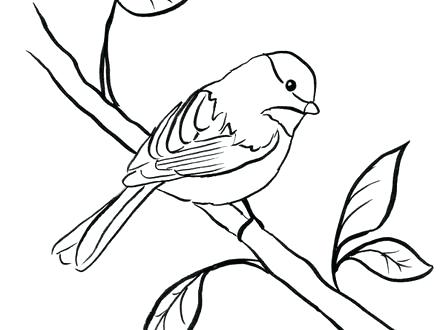 440x330 Coloring Chickadee Coloring Page Bell Black Capped. Chickadee