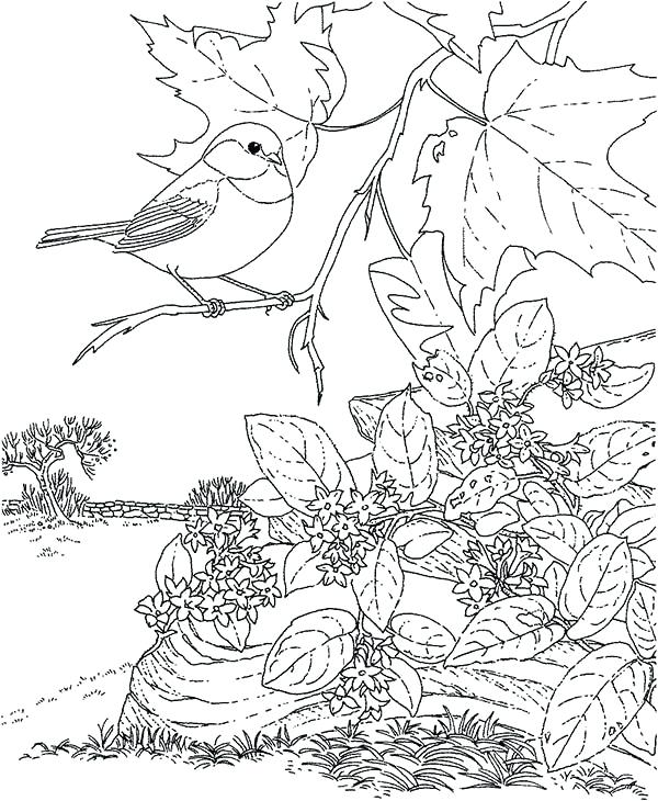 600x730 Black Capped Chickadee Coloring Page Chickadee Beautiful Chickadee