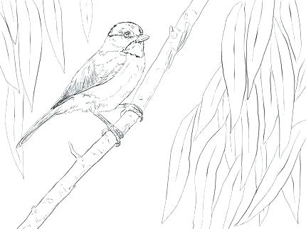 430x323 Black Capped Chickadee Coloring Page Chickadee Coloring Page Click