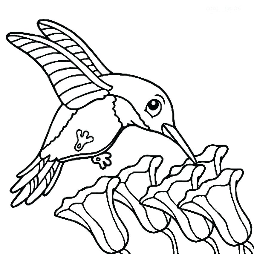 850x850 Black Capped Chickadee Coloring Page Chickadee Realistic Drawing