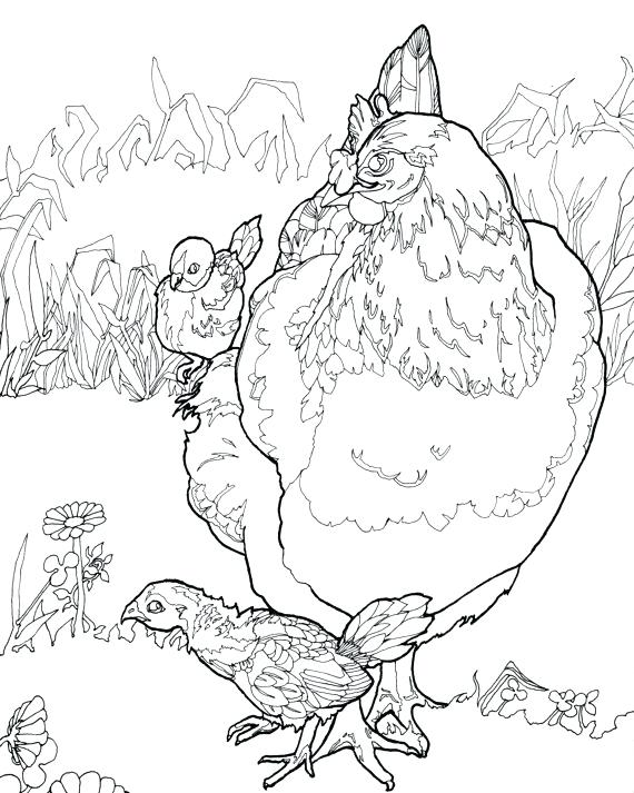 570x713 Interrupting Chicken Coloring Page Pages How To Draw Little Chick