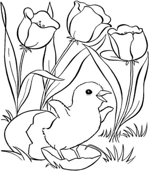 500x576 Flower And Chicken Spring Day Coloring Pages Coloring Pages Kids