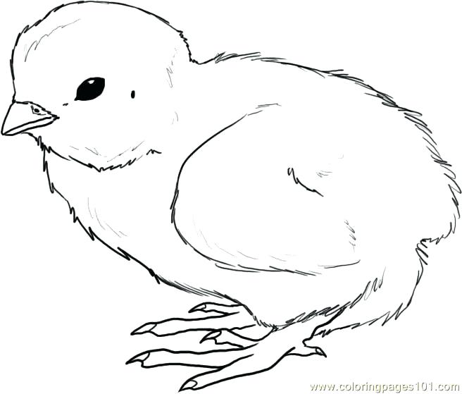 656x559 Top Chick Coloring Pages Free Coloring Page Chick Coloring Pages