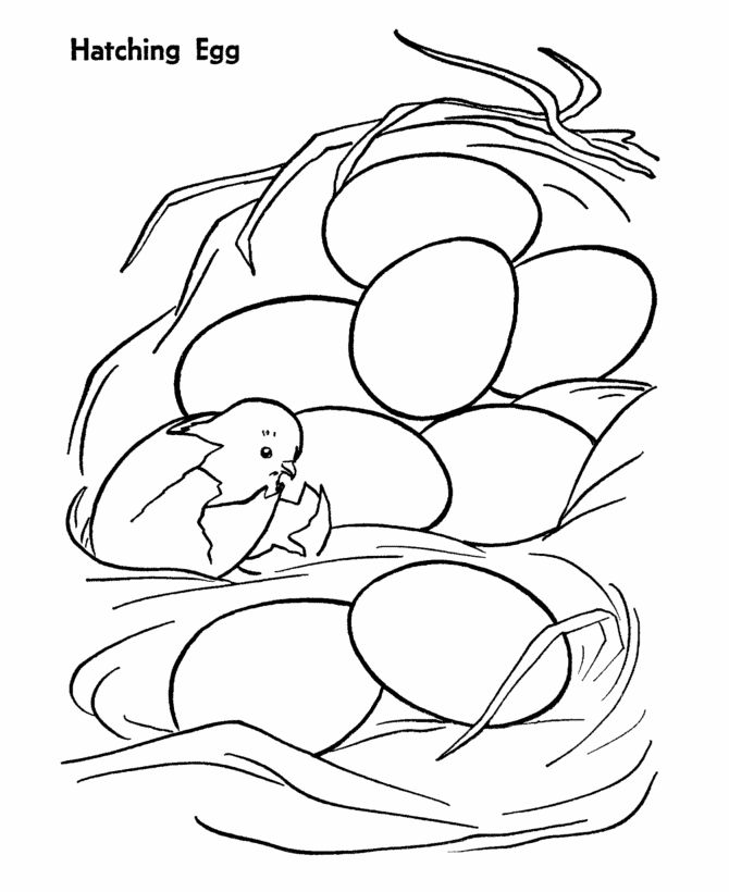 Chicken Egg Coloring Page