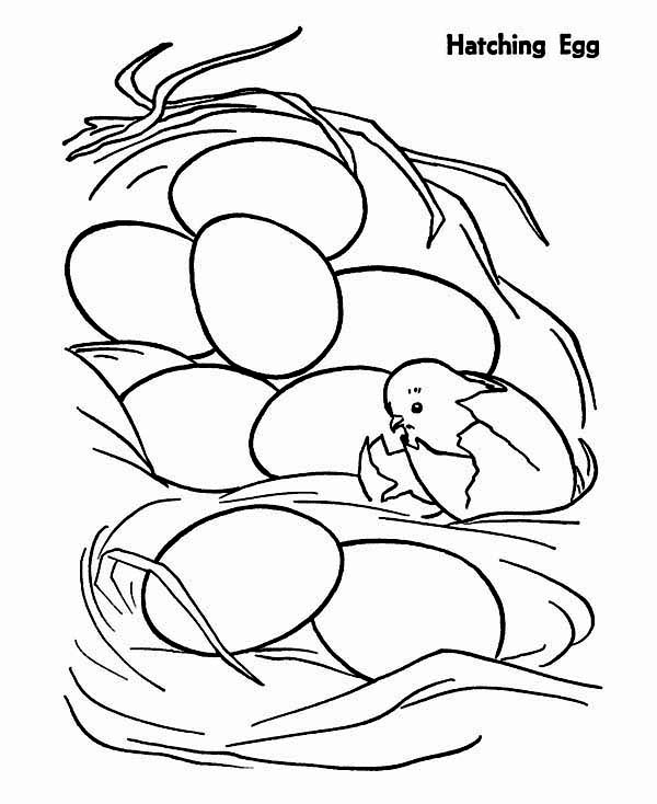 600x734 Chicken Just Hatching From Egg Coloring Page Coloring Sun