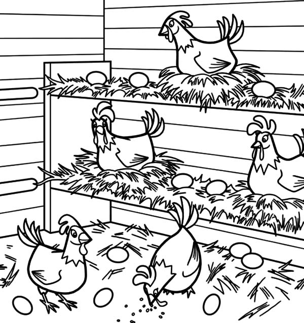 600x638 Chicken Lays Egg In Chicken Coop Coloring Pages
