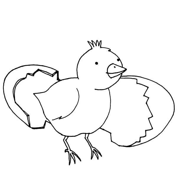 600x600 Broken Egg Spikey Haired Chicken Coloring Pages Best Place To Color