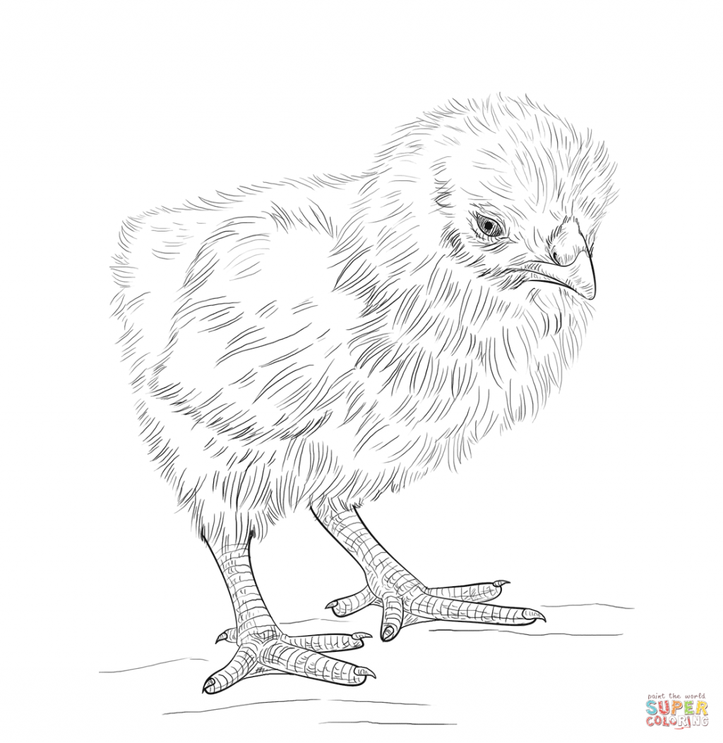 1024x1052 Chicken Coloring Pages Picture Ideasby Chic Page Nuggets Cute
