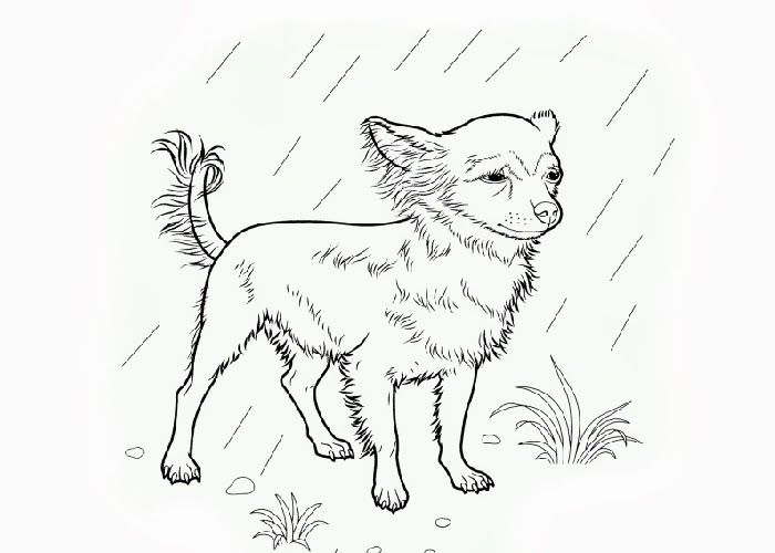 700x500 Beverly Hills Chihuahua Coloring Pages Coloring Pages Color