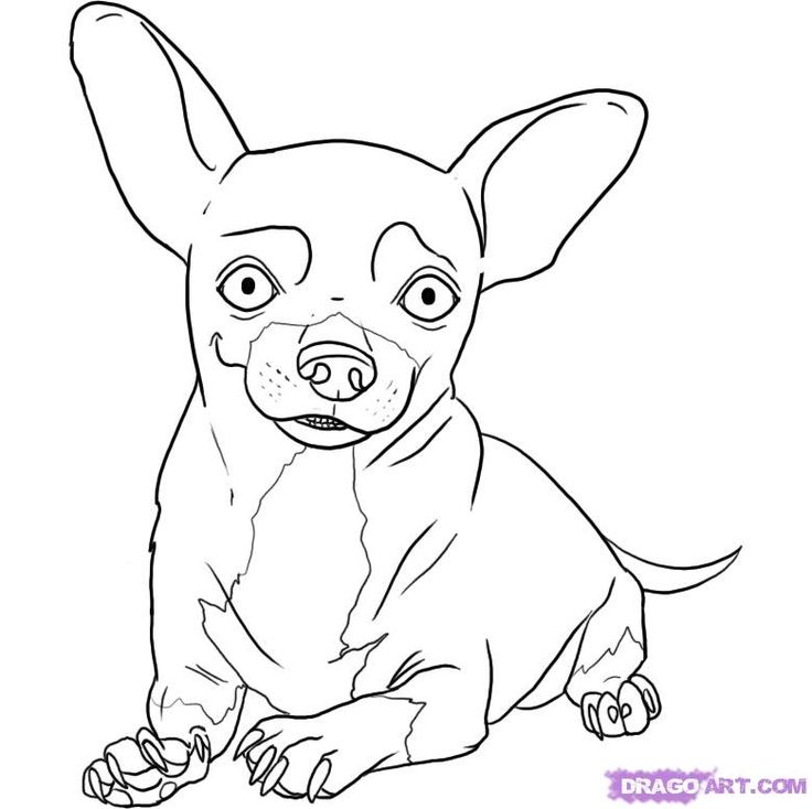 736x734 Chihuahua Dog Coloring Pages Download And Print For Free