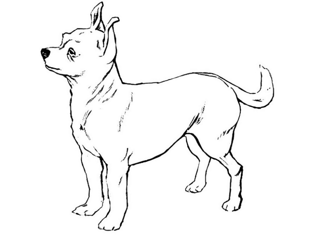 1024x768 Coloring Pages And Coloring Books. Chihuahua Coloring Page