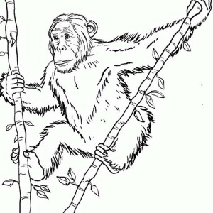 300x300 Chimpanzee Coloring Pages Chimpanzee Coloring Pages Free