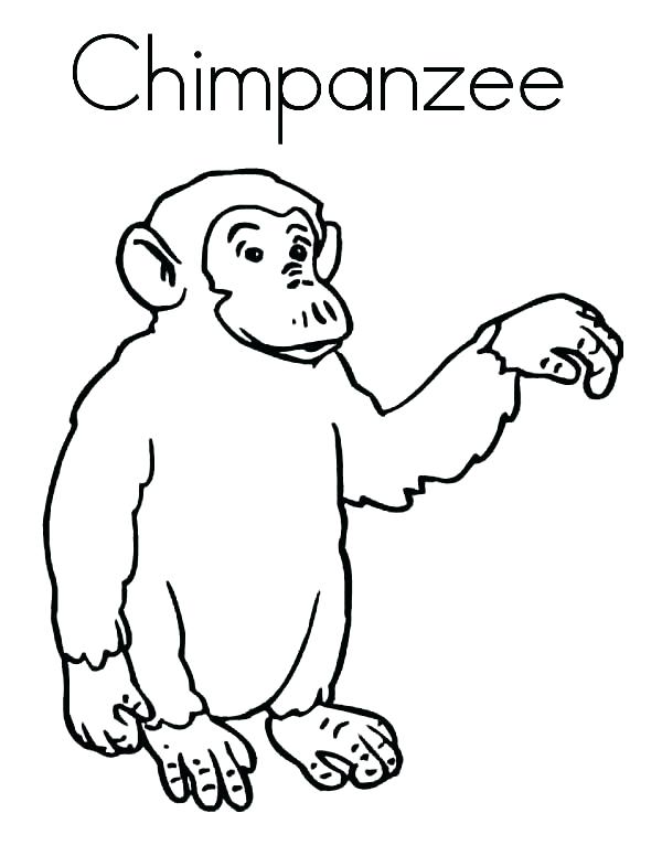 600x776 Chimpanzee Animal Coloring Pages Chimpanzee Coloring Pages Cartoon