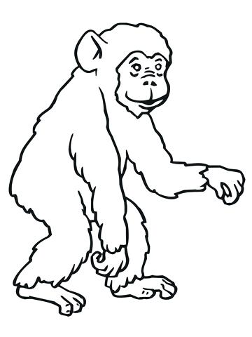 360x480 Coloring Chimpanzee Coloring Pages To Print Holding A Page