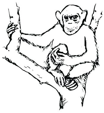 350x379 Chimpanzee Animal Coloring Pages Chimpanzee Coloring Pages To Go