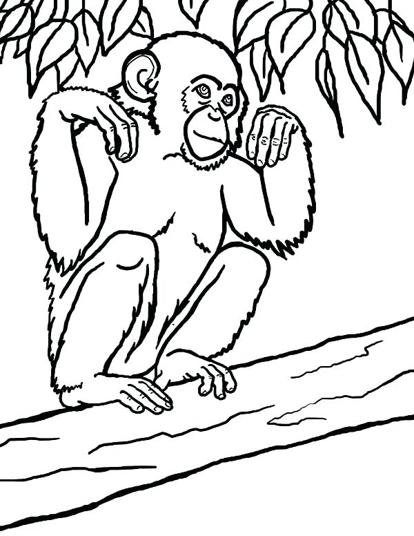 600x776 Chimpanzee Coloring Page Chimpanzee Coloring Page Ba Chimpanzee