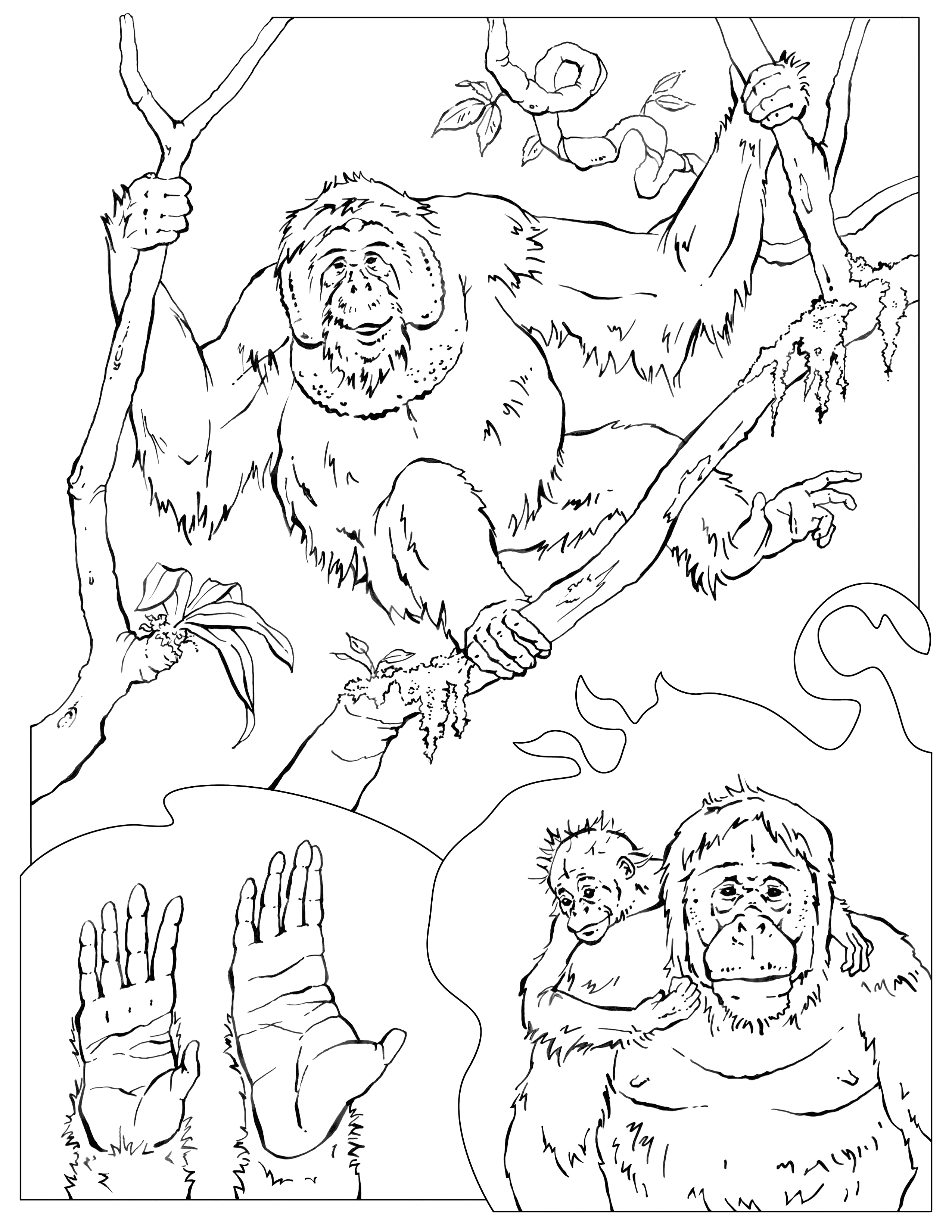 2550x3300 Reward Chimpanzee Coloring Pages Orangutan