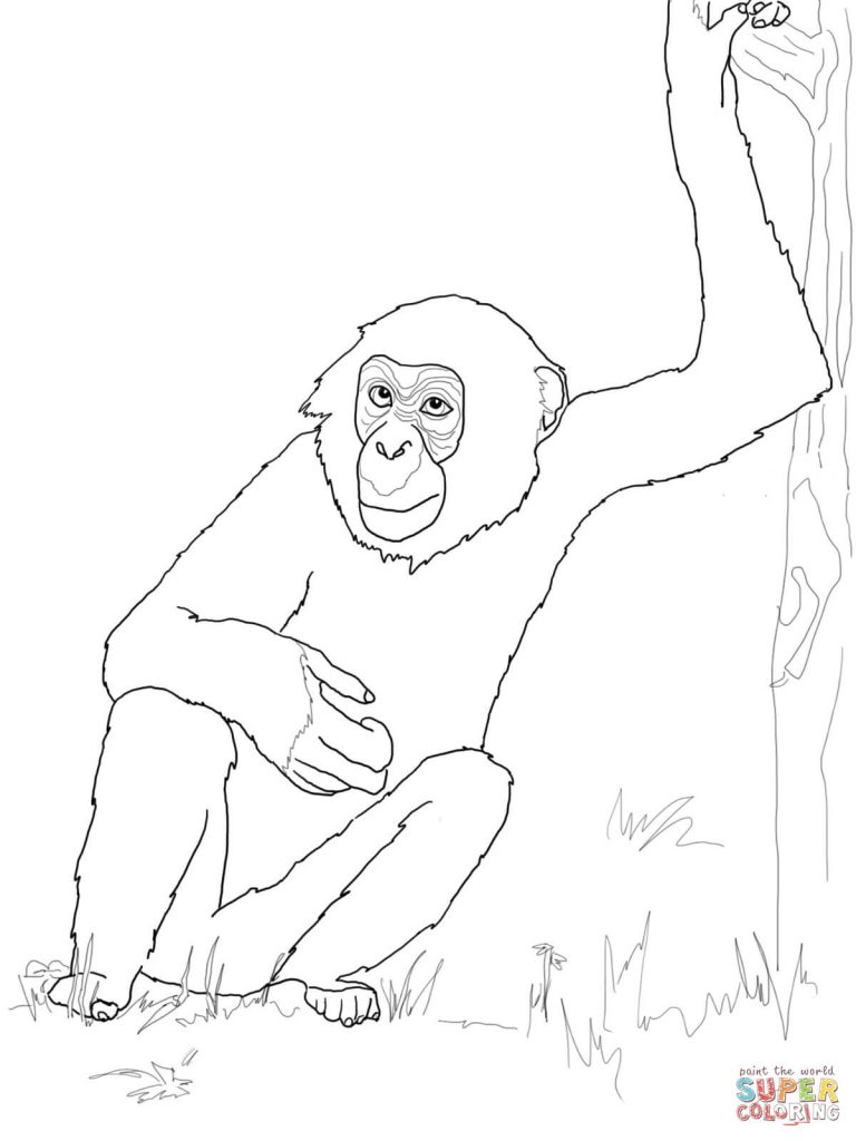 768x1024 Bonobo Chimpanzee For Coloring